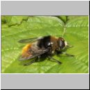 Merodon equestris - Narzissenschwebfliege 25.jpg